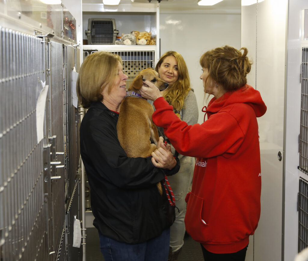 Animal shelter volunteers